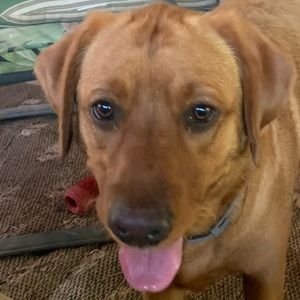 Meet your Posher, Robbie